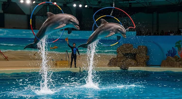 Dubai Dolphinarium